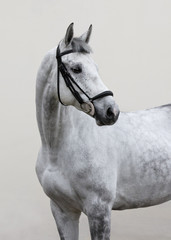 portrait of grey horse with bridle look back isolated on light background