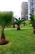 Palmenpark in der Großstadt 