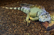 Single Green Iguana known also as American Iguana in zoological garden terrarium