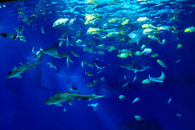 Large Scale Sealife Oceanarium With Many Species Of Underwater Animals In A Zoological Aquarium