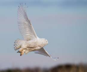 Wall Mural - Snowy Owl