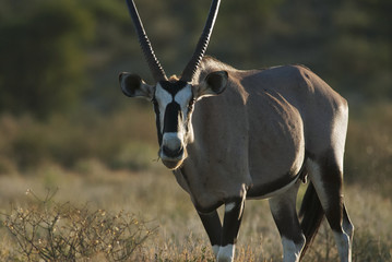 Wall Mural - gemsbok, oryx gazella, kgalagadi transfrontier park, kalahari desert, south africa