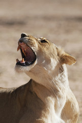 Wall Mural - kalahari lion, panthera leo, kgalagadi transfrontier park, kalahari desert, south africa