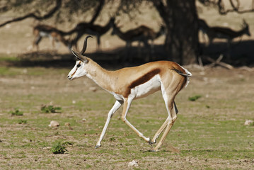 Wall Mural - springbok, antidorcas marsupialis, kgalagadi transfrontier park, kalahari desert, south africa