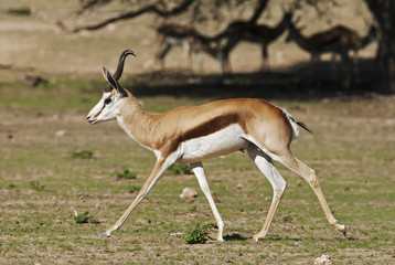 Wall Mural - springbok, antidorcas marsupialis, kgalagadi transfrontier park, kalahari desert, south africa