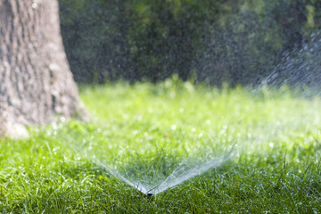 Lawn water sprinkler spraying water over grass in garden on a hot summer day. Automatic watering lawns. Gardening and environment concept.