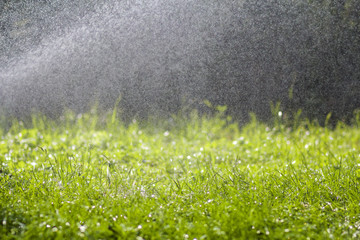 Wall Mural - Green fresh grass with falling drops of morning rain water. Beautiful summer background with bokeh and blurred background. Low depth of field.