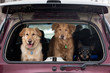 Three dogs in the back of an SUV
