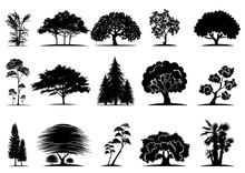 Tree Silhouettes On White Background. Vector Illustration.