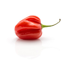 One Habanero Chili Red Hot Pepper Isolated On White Background.