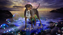 Hund Steht Am Steinstrand  Mit Seifenblasen Im Vordergrund, Fantasie