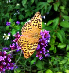 Poster - Beautiful Vibrant Butterfly