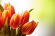 Tulips bouquet close up, blur nature background, copy space