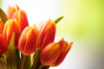 Wall Mural - Tulips bouquet close up, blur nature background, copy space