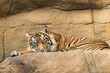 Resting tiger at London Zoo.