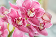 Pink orchid flower on light background. Light pastel poster with orchids phalaenopsis.