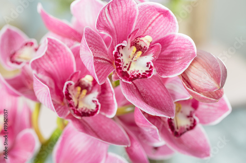 Cuadros en Lienzo Pink orchid flower on light background