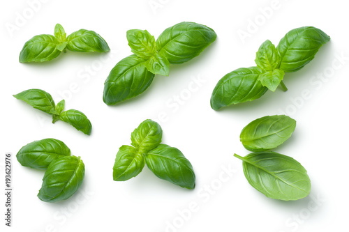 Cuadros en Lienzo Basil Leaves Isolated on White Background