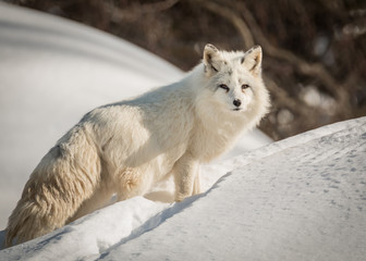 arctic fox - vulpes lagopus - resting in the snow