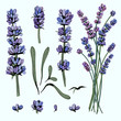 vector set color drawn design with lavender plants