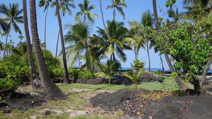 Palm trees in Puuhonua O Honaunau National Historical Park (Big Island, HI, USA)