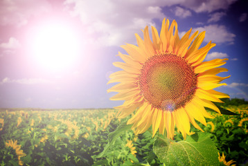 Wall Mural - Beautiful sunflower against blue sky