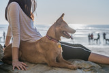 Fototapeta Zwierzęta - Girl and dog on beach