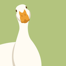 Duck Head Vector Illustration Flat Style Front