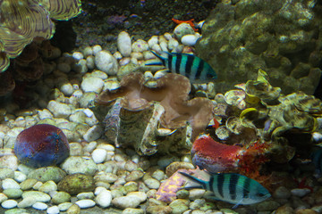  Beautiful colorful fish in the aquarium, Vietnam