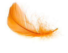 Beautiful Orange Feather On White Background