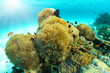 Die bunte Unterwasserwelt der Malediven: Seeanemonen mit Clownfischen
