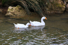 Ducks In The River, Anas Platyrhynchos Domesticus