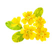 Spring flowers primrose isolated on white background. Watercolor hand drawn  illustration.