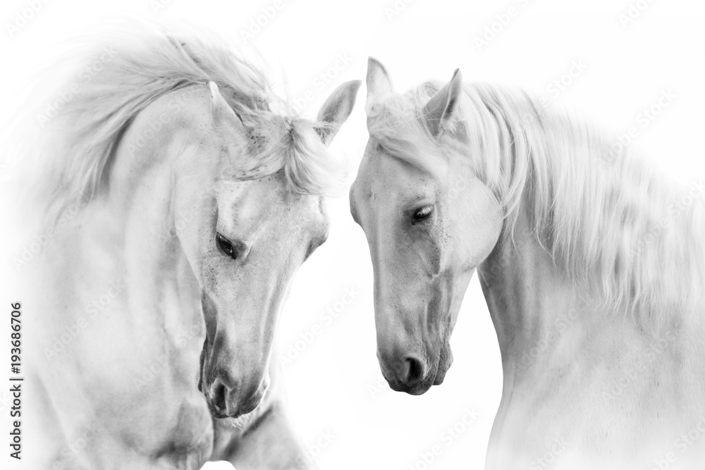 Couple of white horse on white background - obrazy, fototapety, plakaty 