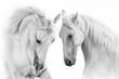 Couple of white horse on white background