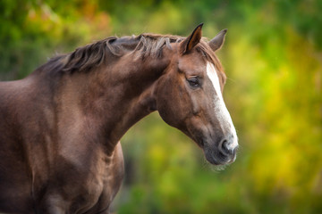 red hore portrait on autumn background