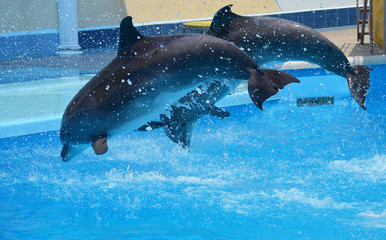 two gray dolphins jump out of the water with a lot of splashes from the pool