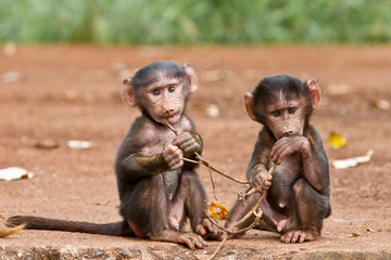 two baby baboons playing with a small branch at the gate of ngorongoro crater national park in tanza