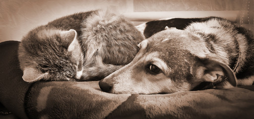 cat and a dog lie together and rest, animal friends