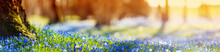 Panoramic View To Spring Flowers In The Park. Scilla Blossom On Beautiful Morning With Sunlight In The Forest In April
