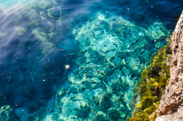 Wall Mural - Photograph of some fish in the crystal clear waters of Menorca.