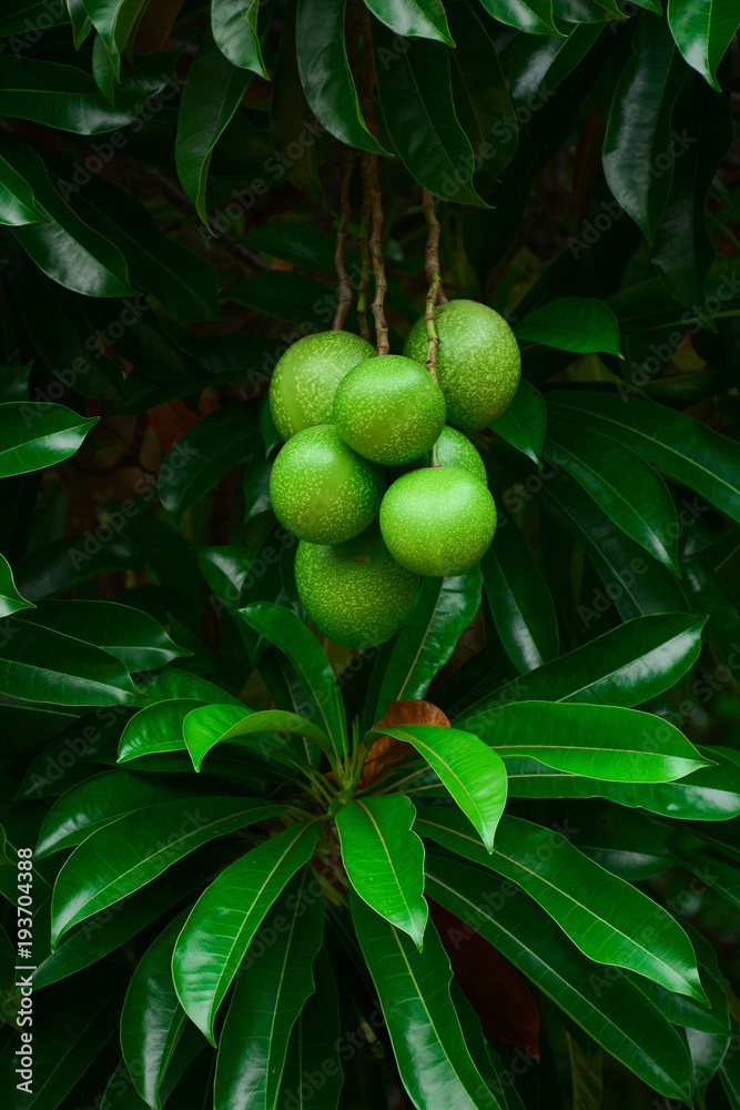Cerbera odollam - (Suicide tree, Pong-pong, Othalanga) Stock Photo | Adobe  Stock