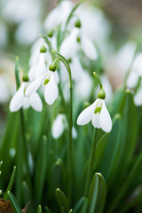  white snowdrop flowers in spring
