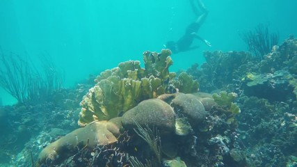 Wall Mural - Underwater scene coral reef with a man snorkeling, Caribbean sea, Mexico, 50fps
