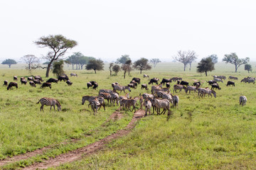 Wall Mural - Field with zebras and blue wildebeest