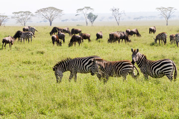 Wall Mural - Field with zebras and blue wildebeest