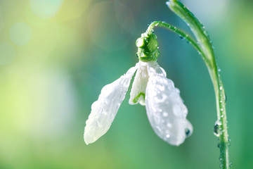 Fotomurales - First Spring Snowdrop Flower with Water Drops on Sunny Blurred Background