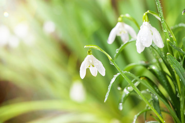 Fotomurales - Green Spring Snowdrops Flowers with Water Drops in Gadern