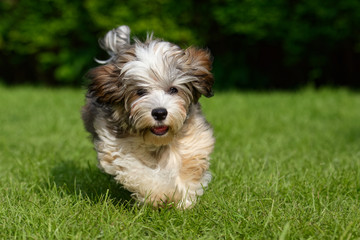 Sticker - Playful havanese puppy dog is running towards camera in the grass