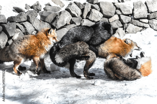fox mating in winter season Canvas-taulu